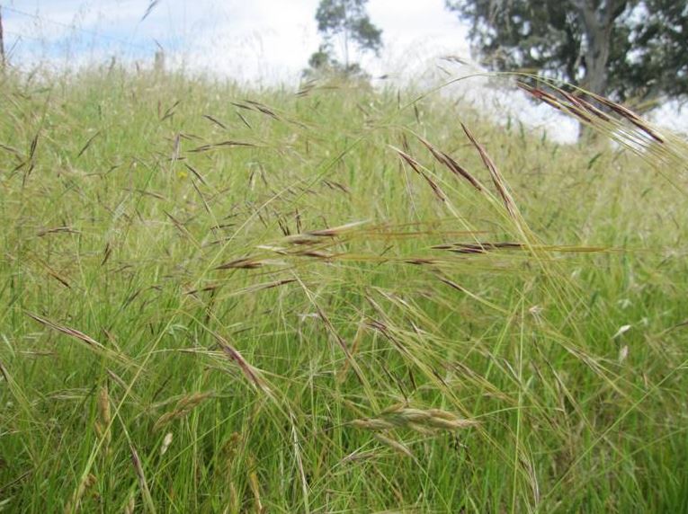 Don’t sit back and watch the Chilean needle grass grow - Murrindindi ...