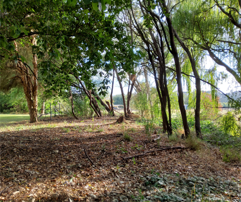 Thorton Rec Reserve replanting.png