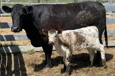 Wandering stock - Angus Cow and speckled calf.png