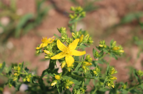 St John's Wort.png