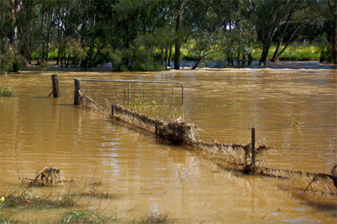 Flooded paddock.png