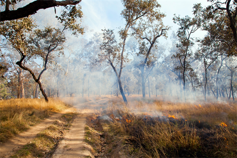 Grass fire through bushland.png