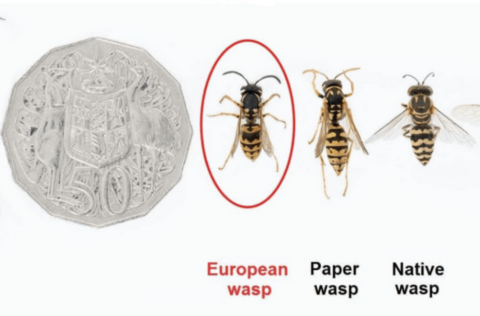 European wasp - Vic department of health.png