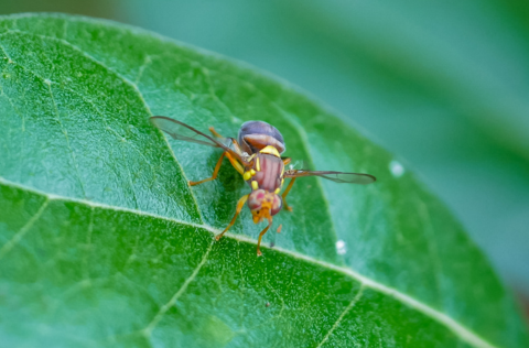 Queensland Fruit Fly.png