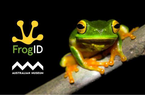 Website - FrogID.png