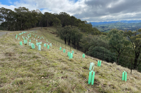 Planting - Yea Spur Road.png