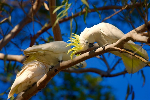 Cockatoos on a branch.jpg