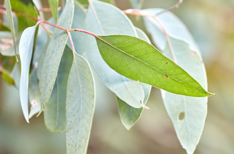 gum leaf.png